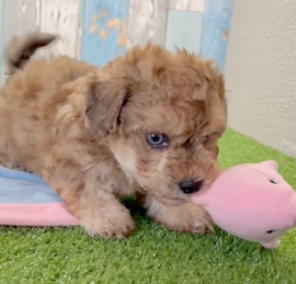 Poochon Puppies For Sale - Pilesgrove Pups